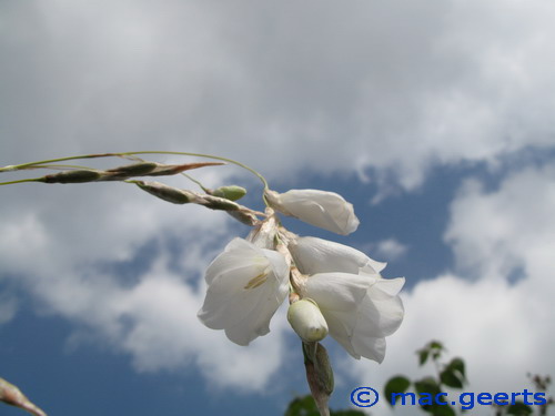 Dierama pendulum